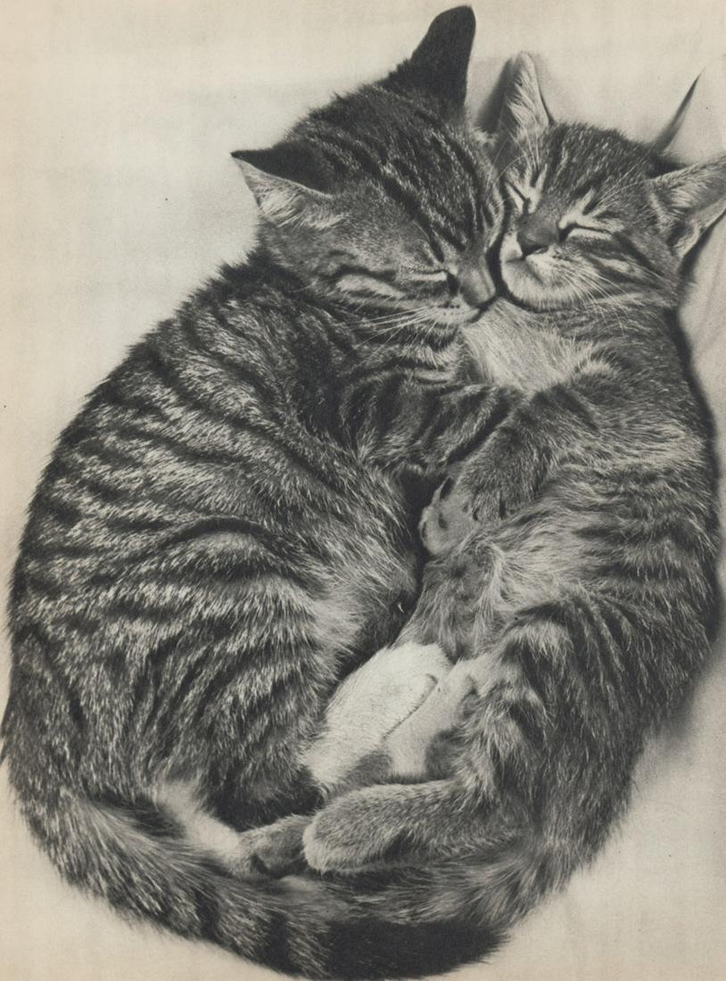 YLLA - Kittens: Artist: YLLA Kittens Medium: Authentic Vintage Sheet Sheet Fed Gravure Printed 1950’s in the UK Image size (inches) approx. 10.5 x 8” Ylla (1911–1955) was a Hungarian photographer wh