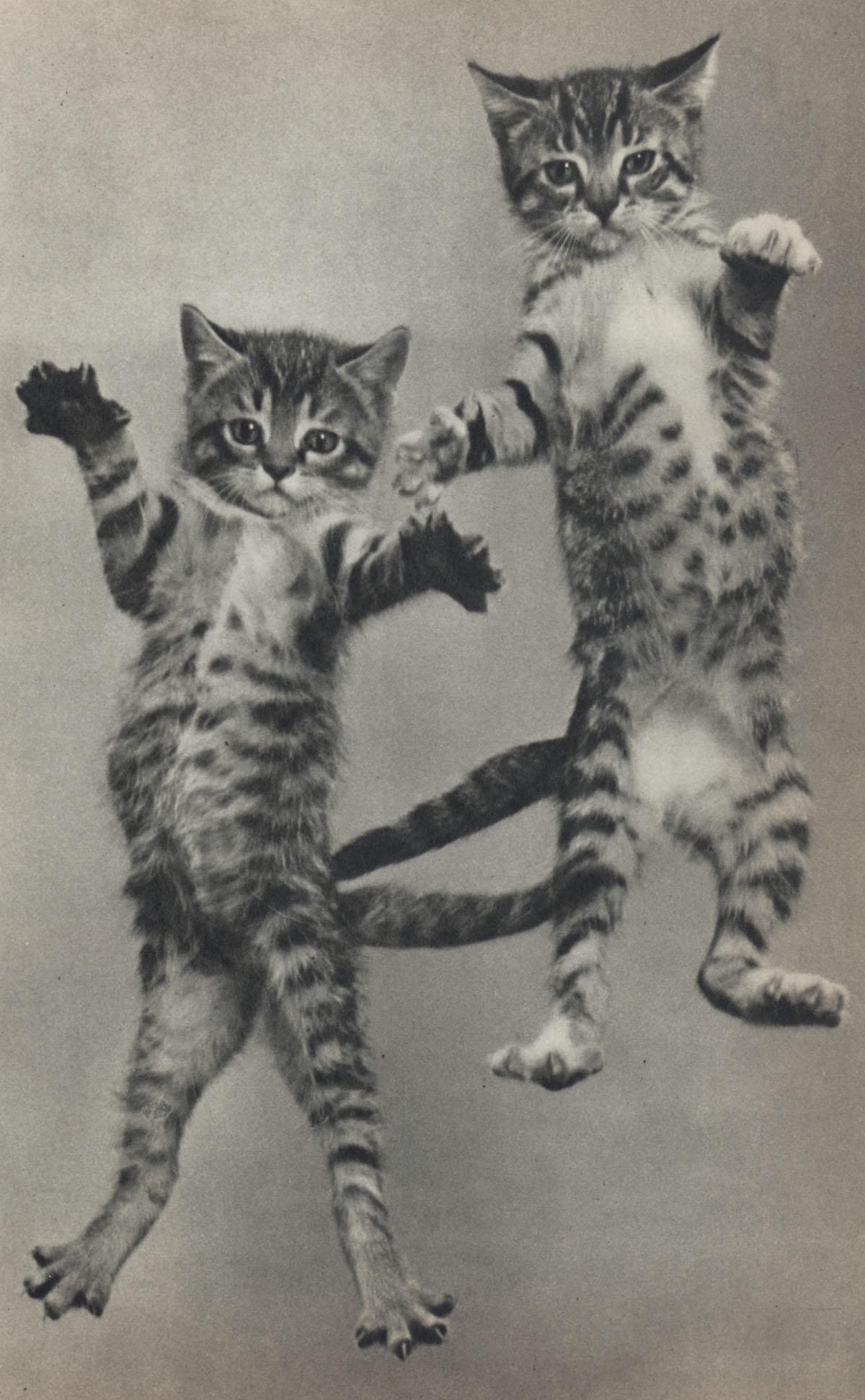 YLLA - Kittens flying: Artist: YLLA Kittens flying Medium: Authentic Vintage Sheet Sheet Fed Gravure Printed 1950s in the UK Image size (inches) approx. 10.5 x 6.5” Ylla (1911–1955) was a Hungarian photographer 