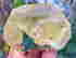 item-128778307=4