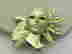 item-128817233=3
