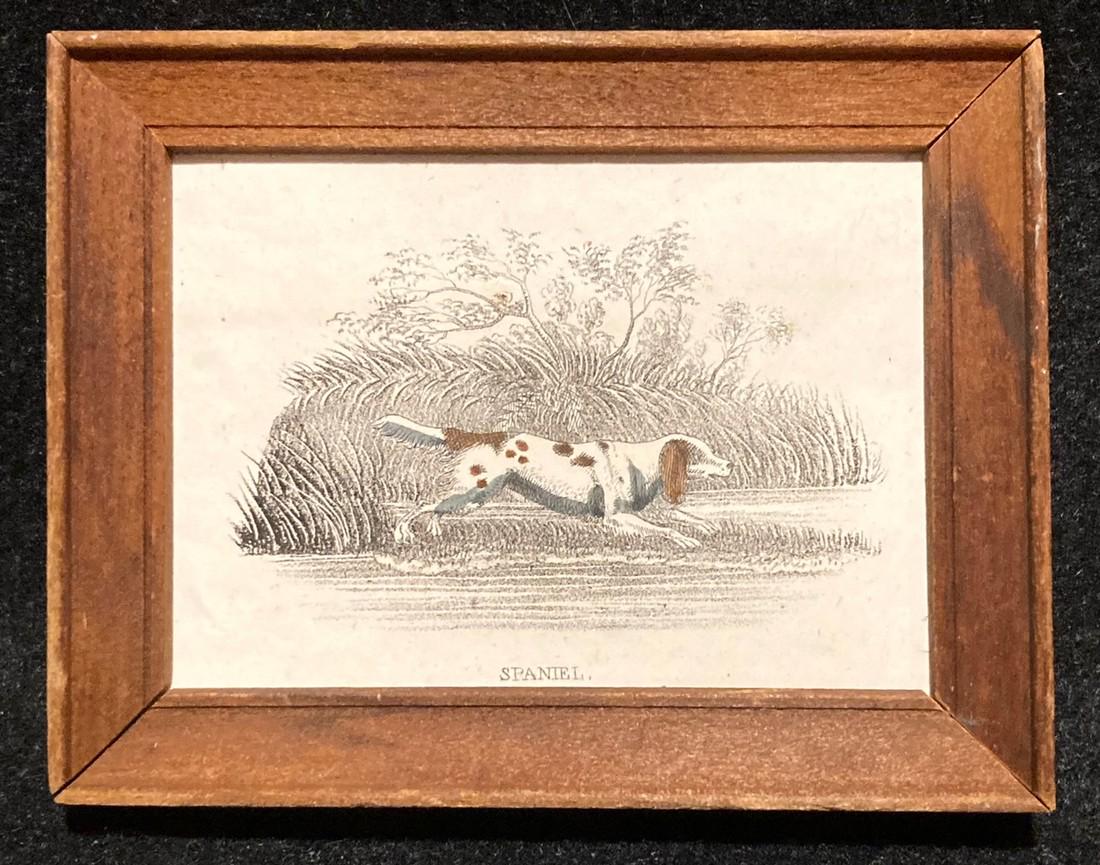 C1840 hand colored spaniel dog engraving (1 of 2)