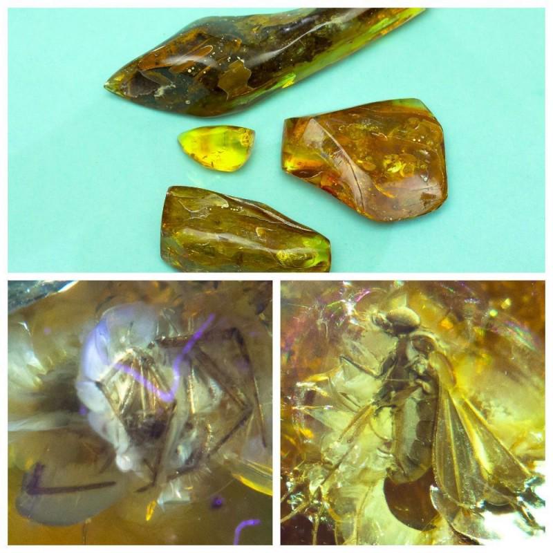 Natural Baltic amber, 4 Gemstones insects spider, Fly (Diptera) for jewelry or collection fossils (1 of 16)