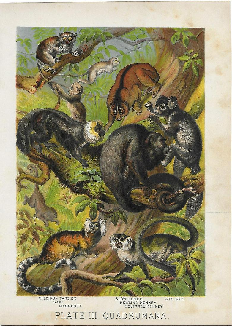 Antique Animal Prints-Monkeys, Lemur & more: Title: Antique Animal Prints-Monkeys, Lemur & more Artist: - Printing Date: 1880 Medium: Chromolithograph Size/Format: 9.5 x 7 inches Publisher: Henry J. Johnson, New York Additional Information: John