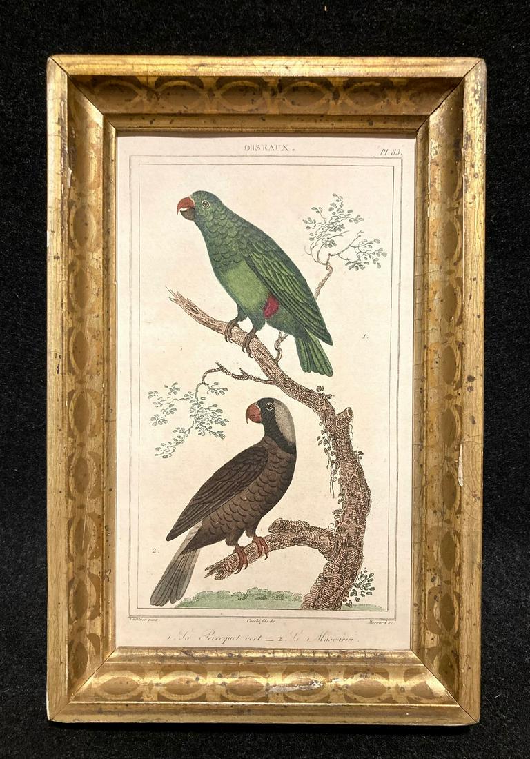 C1800 hand colored copperplate engraving of parrots: Title: C1800 hand colored copperplate engraving of parrots Provenance/Additional Info: In a 19thc worn gold leaf frame. Total framed size is approximately 5 1/2” x 8 1/2”. Shipping: Domest