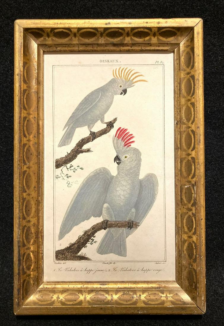 C1800 hand colored copperplate engraving of parrots: Title: C1800 hand colored copperplate engraving of parrots Provenance/Additional Info: In a 19thc worn gold leaf frame. Total framed size is approximately 5 1/2” x 8 1/2”. Shipping: Domest