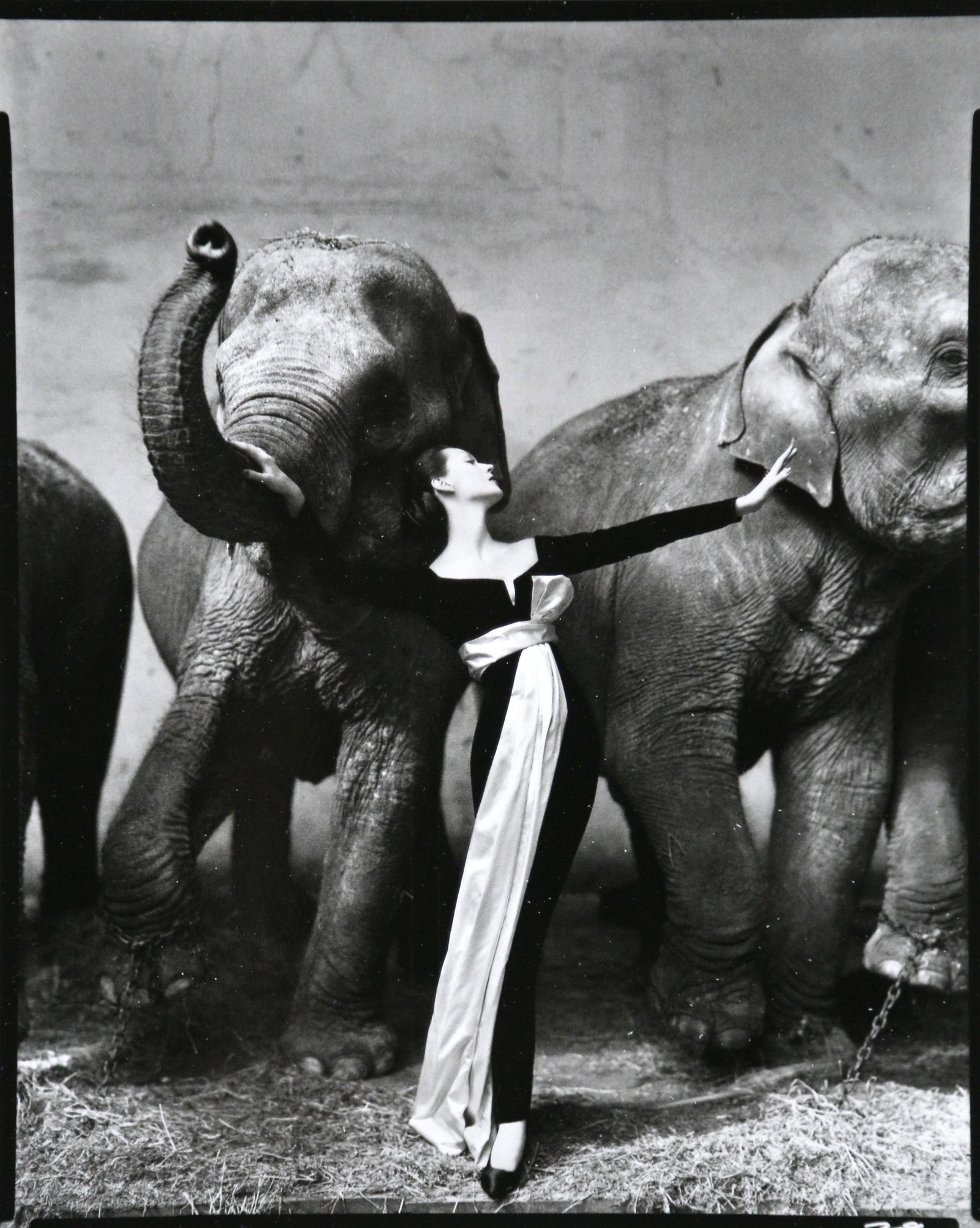 Richard Avedon: Dovima with elephants, Paris, 1955: Artist: Richard Avedon Title: Dovima with elephants, Paris, 1955 Date: 2008 Medium: High Quality Photo Litho Print with Copyright The Richard Avedon Foundation Print Origin: Printed in Italy - Portfol