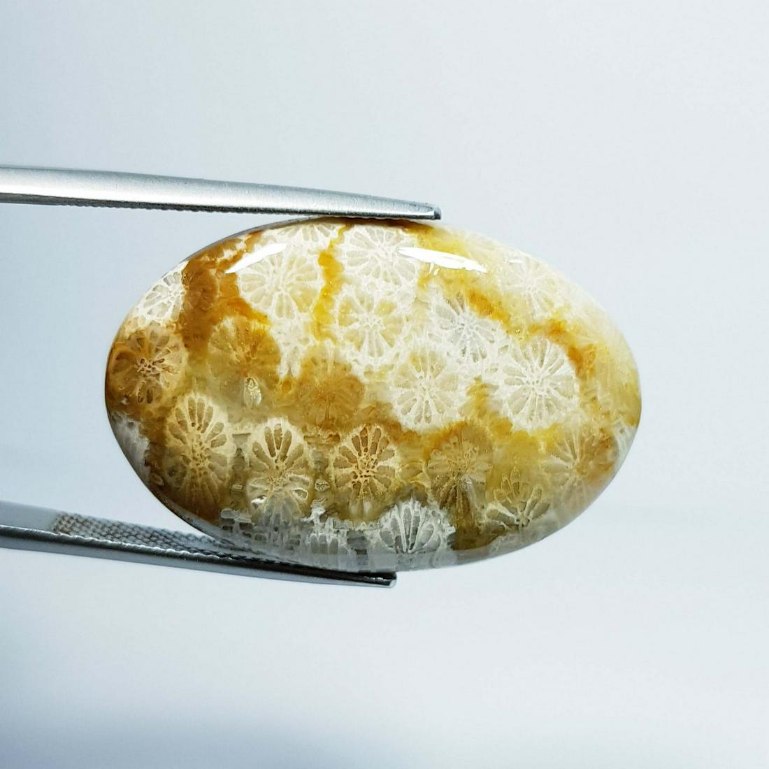 36.65 ct Natural Fossil Coral (1 of 4)