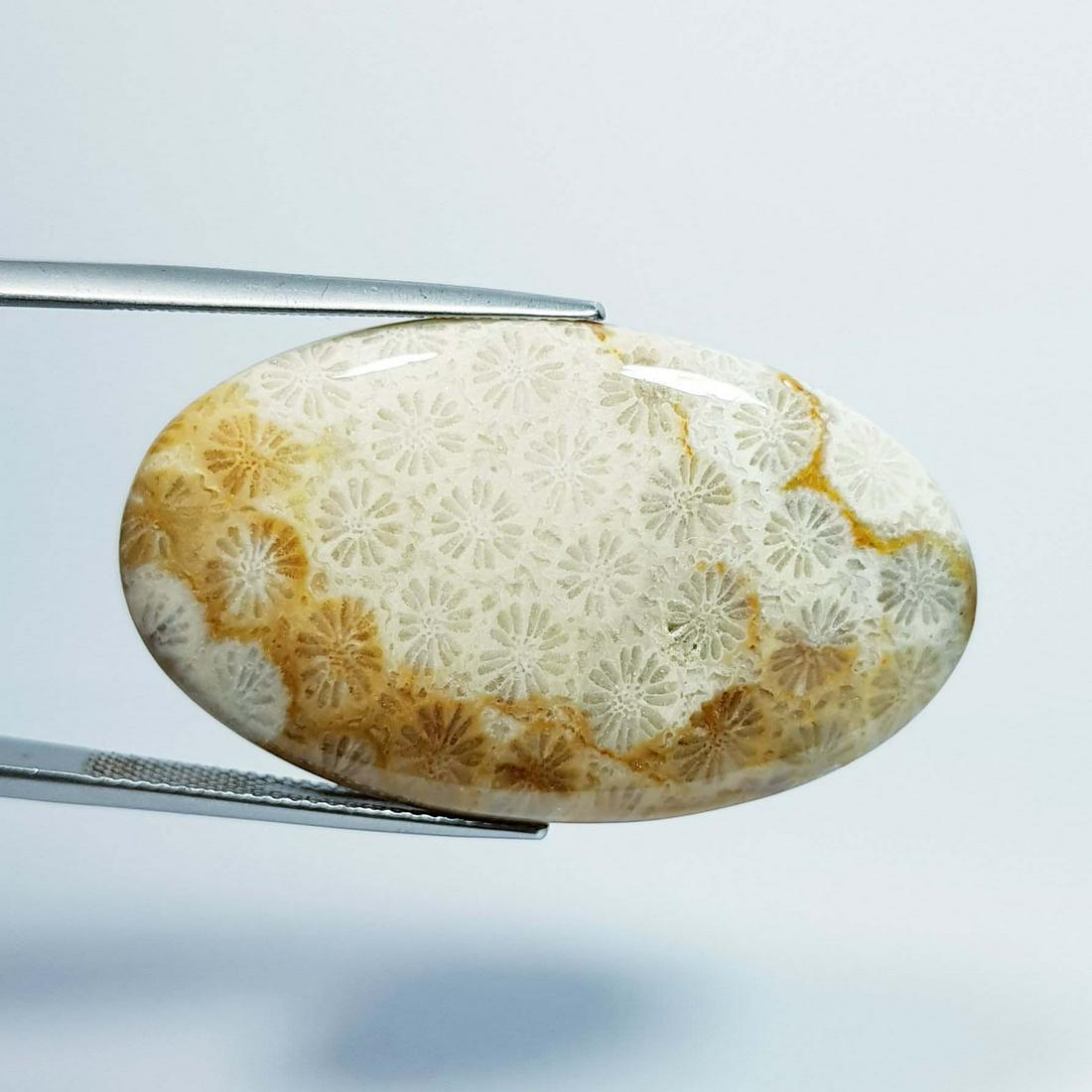 52.15 ct Natural Fossil Coral: No Reserve! Title: 52.15 ct Natural Fossil Coral Color/Clarity: Mixed Color / Opaque Gemstone: Fossile Coral Carat Weight: 52.15 Size/Dimensions: 44.90 x 25.10 x 5.50 Additional Information: Oval / Af