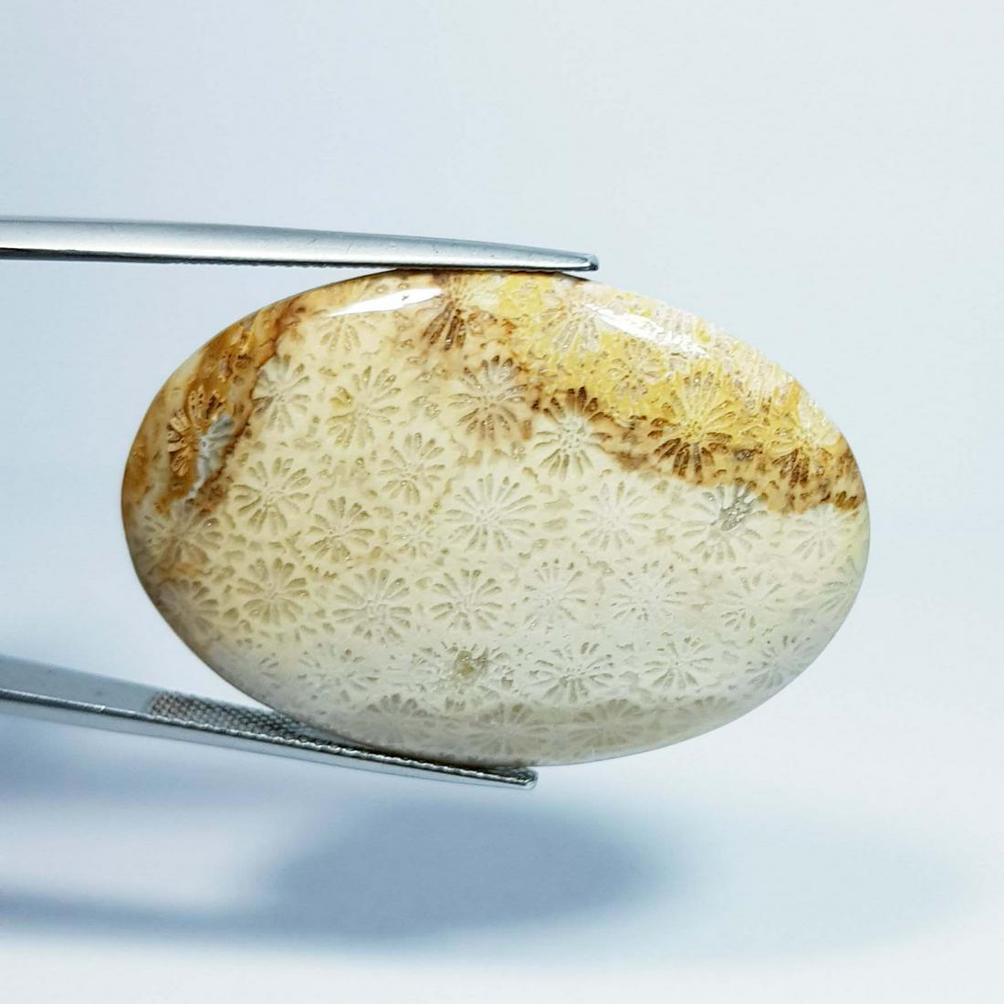 50.00 ct Natural Fossil Coral: No Reserve! Title: 50.00 ct Natural Fossil Coral Color/Clarity: Mixed Color / Opaque Gemstone: Fossile Coral Carat Weight: 50 Size/Dimensions: 39.90 x 27.55 x 5.60 Additional Information: Oval / Afric