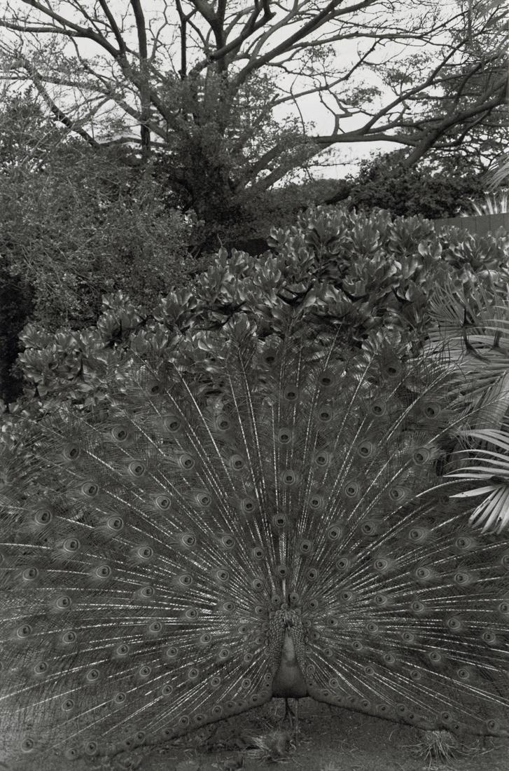 LEE FRIEDLANDER - Honolulu, 1977: Artist: Lee Friedlander Title: Honolulu, 1977 Medium: Photo Litho, 1989, USA Dimensions: 6.15x9.25" Description: Heat Wax Mounted on 11x14" Conservation Board Artist Bio: Lee Friedlander (1934) is an