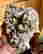 item-131345681=6