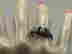 item-131438477=8