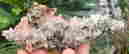 item-131521309=2