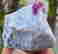 item-131521342=3