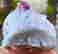 item-131521342=5