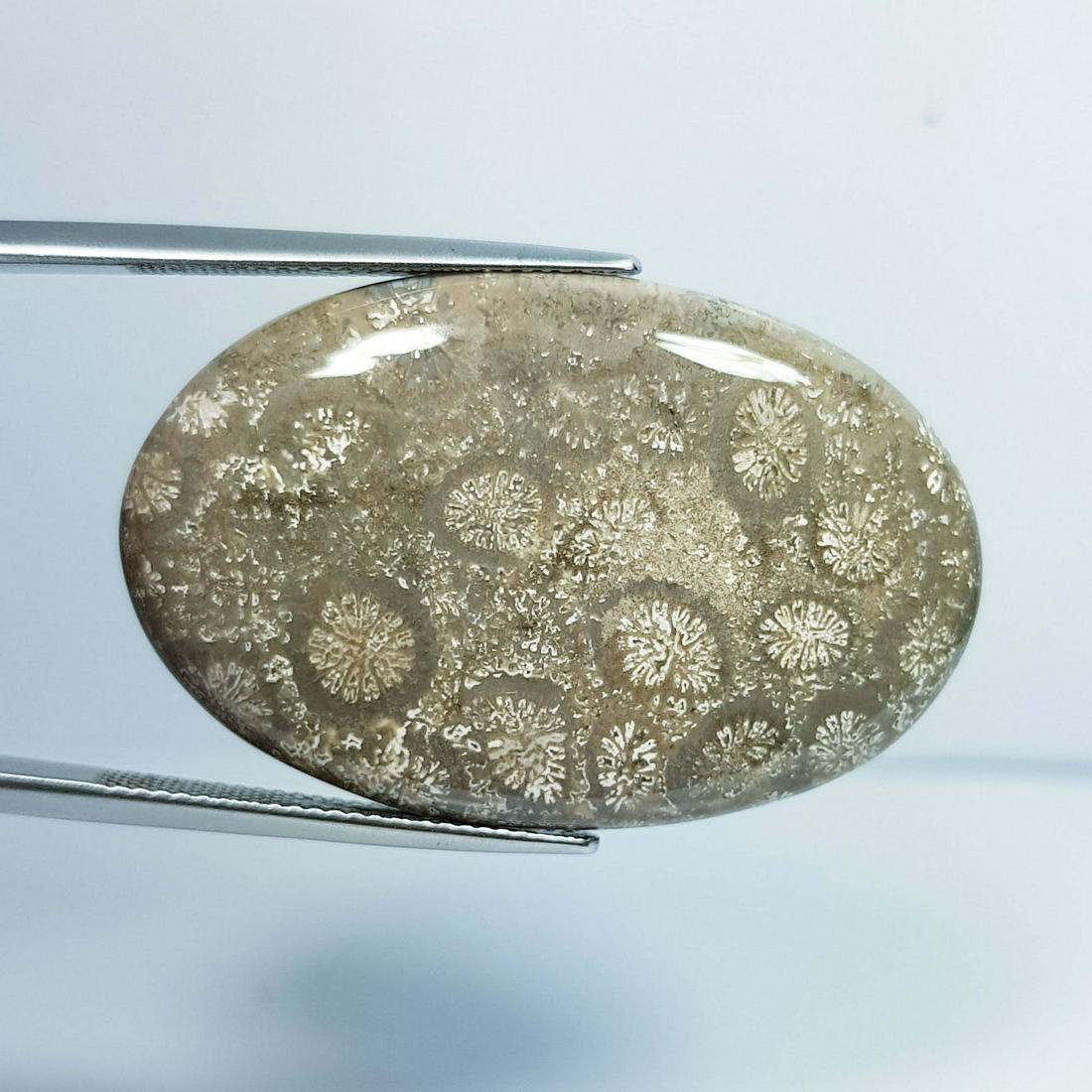 41.13 ct Natural Fossile Coral (1 of 4)