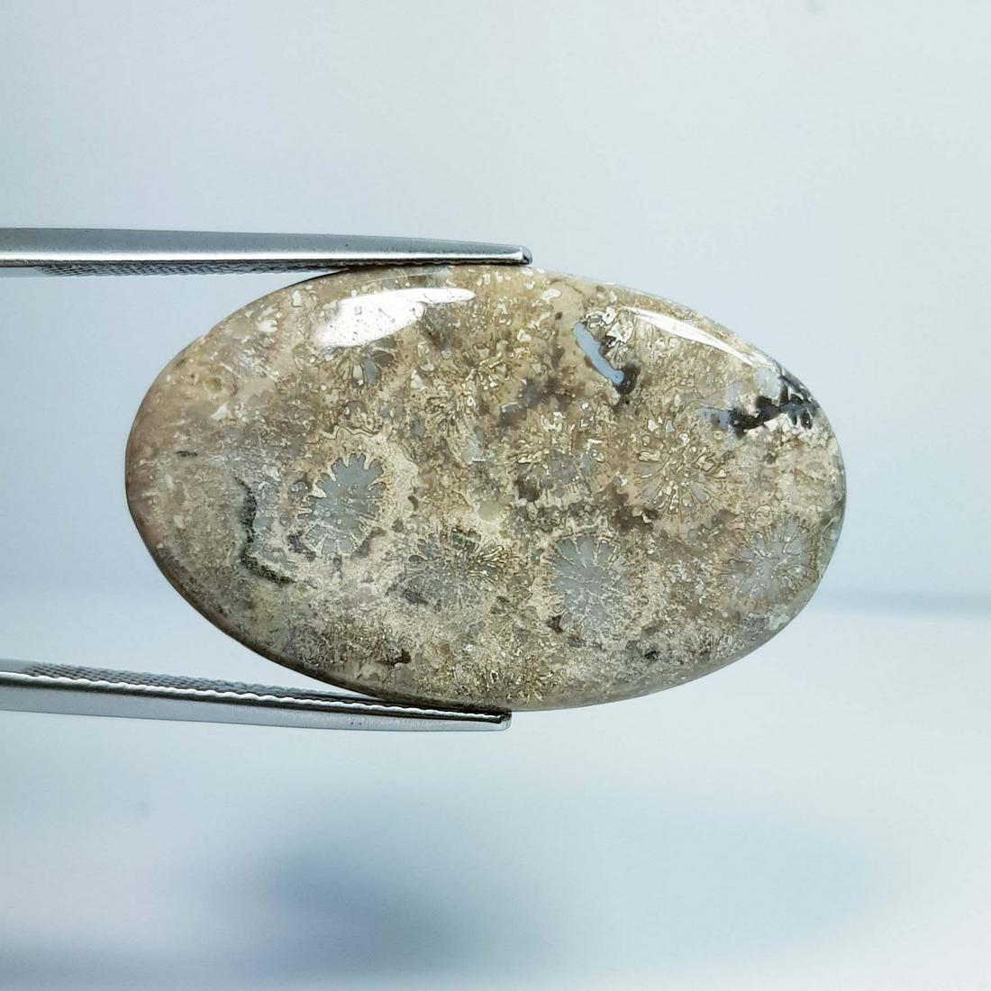 22.65 ct Natural Fossile Coral (1 of 4)