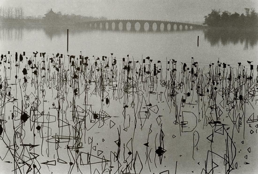 RENE BURRI - Dead Lotus Leaves, Beijing, 1964 (1 of 1)