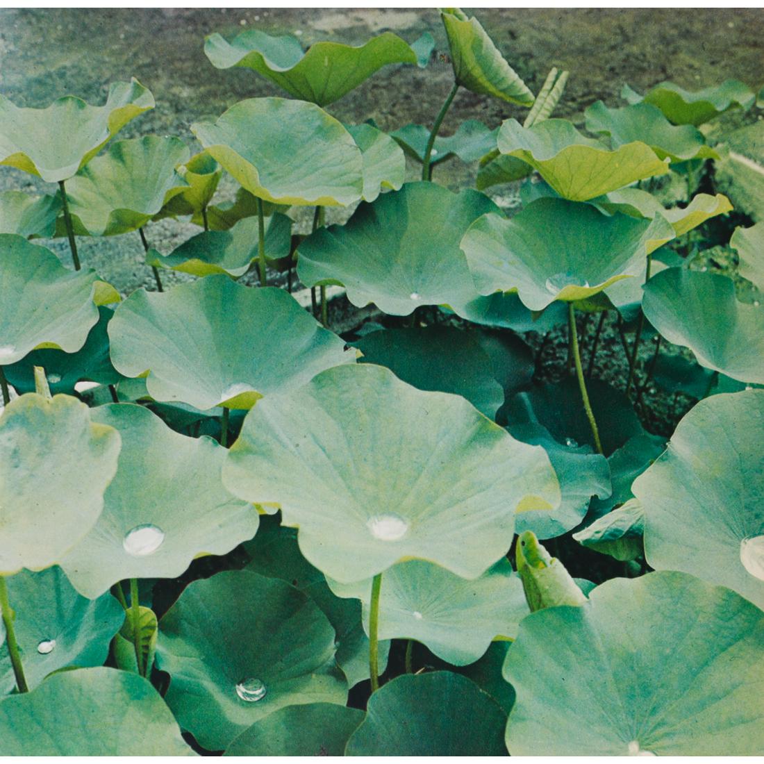 CECIL BEATON - Water-lily Leaves: Artist: CECIL BEATON Print Title: Water-lily Leaves, St. Vincent, B.W.I. Medium: Color Sheet-fed Gravure Printing Date: 1960's Printed in Great Britain Image Size: 8.5 X 8.75 inches Cecil Beaton was a