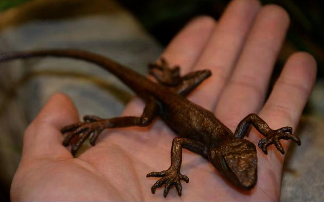 Japanese Bronze Lizard Sculpture (1 of 6)