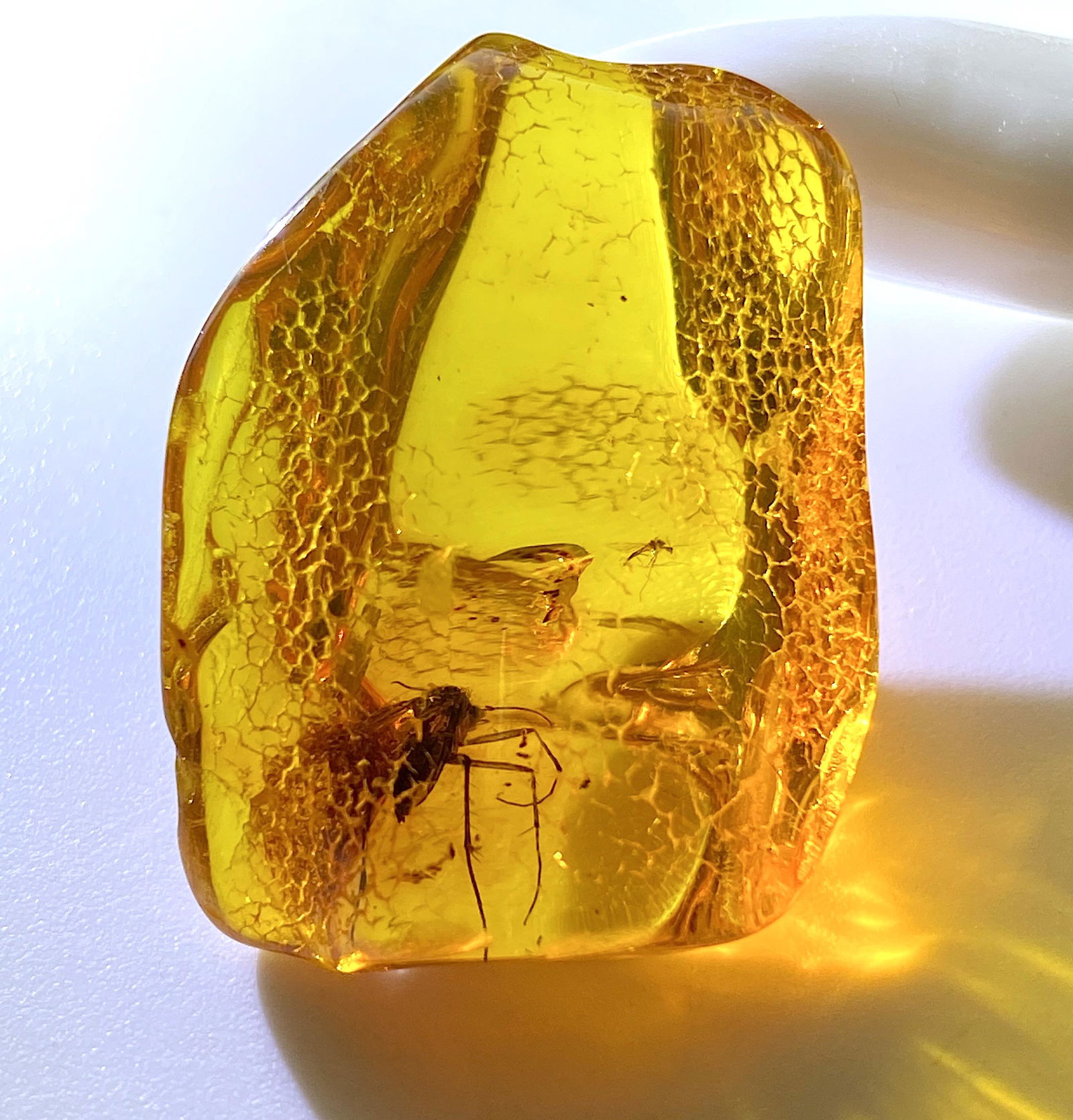 Raw Amber Stone with a very large insect and a fly (1 of 5)