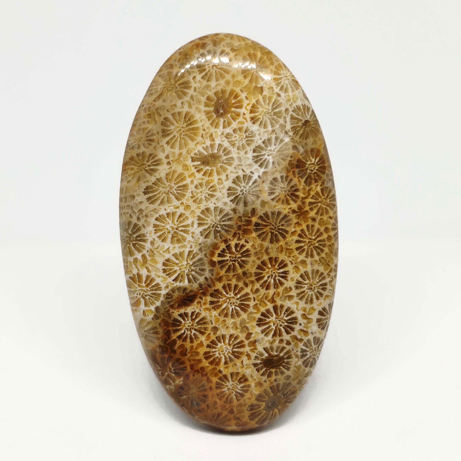 48.50 ct Natural Fossil Coral: No Reserve! Gemstones: Fossil Carat Weights: 48.50 ct Size/Dimensions: 45 X 24 X 5 mm Shipping: Domestic: Flat-rate of $7.00 to anywhere within the contiguous U.S. International: Foreign shipping rate
