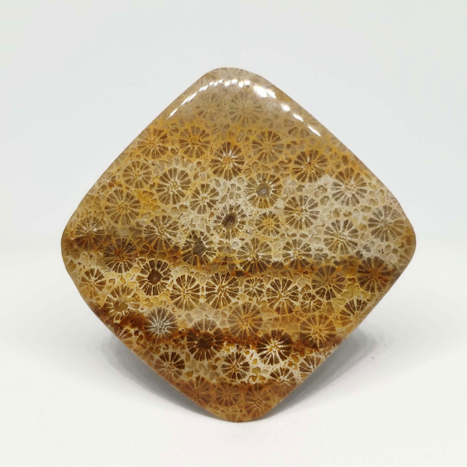 43 ct AAA Natural Fossil Coral: No Reserve! Gemstones: Fossil Coral Carat Weights: 43 ct Size/Dimensions: 33 X 33 X 4 mm Shipping: Domestic: Flat-rate of $7.00 to anywhere within the contiguous U.S. International: Foreign shipping r