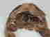 item-132966808=10