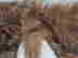 item-132966808=9