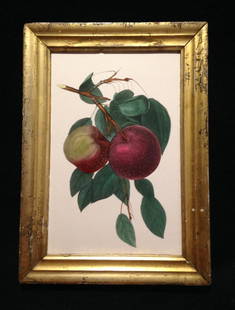 C1844 Hand Colored Apple Engraving: Title: C1844 hand colored apple engravingProvenance/Additional Information: GC. In a 19thc worn gold leaf frame. Total framed size is approximately 6 1/2" x 9". NY State. Shipping:Domestic: