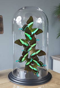 Butterfly Dome mixed with 6 Papilio Blumei Butterflies 42cm RMV14: Butterfly dome filled with 6 finest A1 quality Papilio Blumei butterflies. ( also named: Peacock ) This Dome comes from the Collection: Butterfly Artwork, Designed & Crafted by Robert Mars 2019 incl d