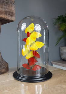 Butterfly Dome with Phoebis Philea & Cymothoe Sangaris butterflies 27cm RMV04: Butterfly dome filled with 3 yellow Phoebis Philea & 4 red Cymothoe Sangaris butterflies. This Dome comes from the Collection: Butterfly Artwork, Designed & Crafted by Robert Mars 2019 incl designer t