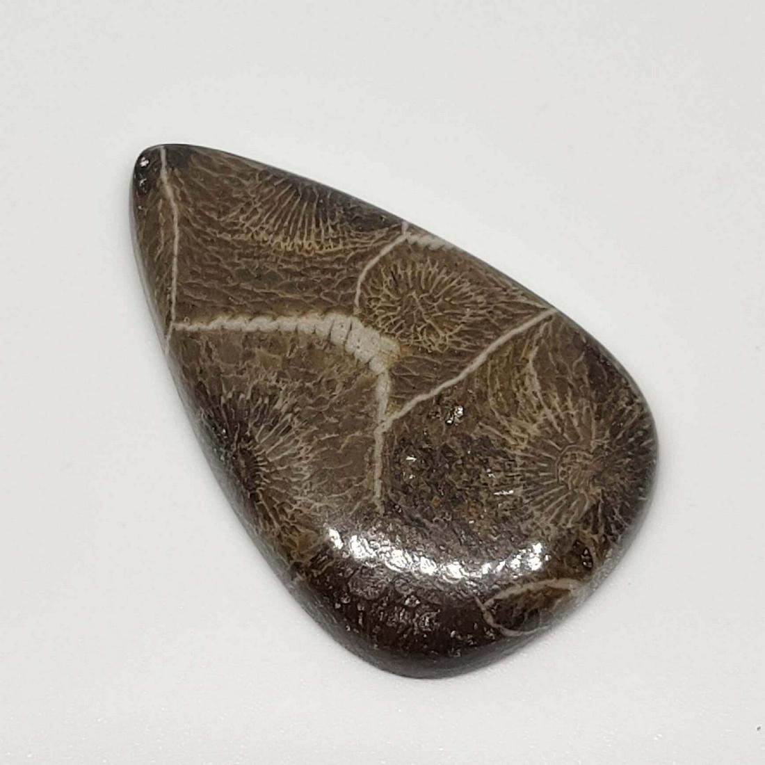 39.40 ct Natural Fossil Coral: Gemstones: Fossil Carat Weights: 39.40 ct Size/Dimensions: 38 X 23 X 6 mm Reserve: $10.00 Shipping: Domestic: Flat-rate of $10.00 to anywhere within the contiguous U.S. International: Foreign shipping