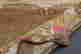 item-133690790=4