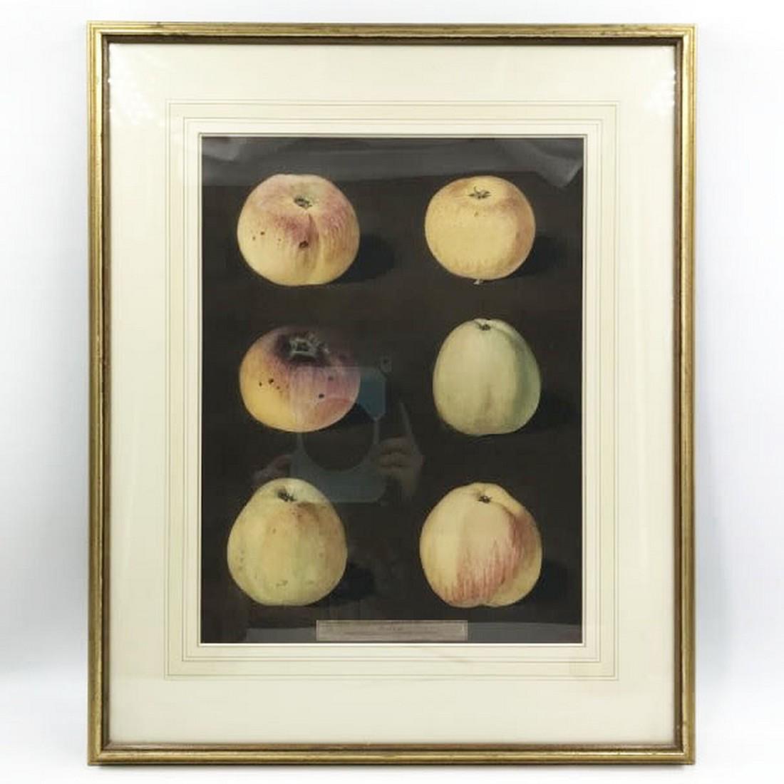 Pomona Britannica - George Brookshaw: Title: Pomona Britannica - George Brookshaw Date Period: x Materials: x Dimensions: 48*58 cm - 19*23 inches Additional Information: A vintage reproduction print of botanical art originally published i