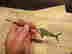 item-133788360=11