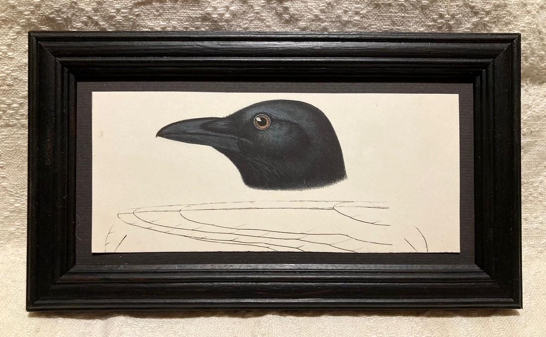 1860 hand colored Fish Crow (Corvus Ossifragus) engraving: Title: 1860 hand colored Fish Crow (Corvus Ossifragus) engraving Provenance/Additional Information: In a 19thc black painted walnut frame. Total framed size is approximately 5” x 9”. Shipp