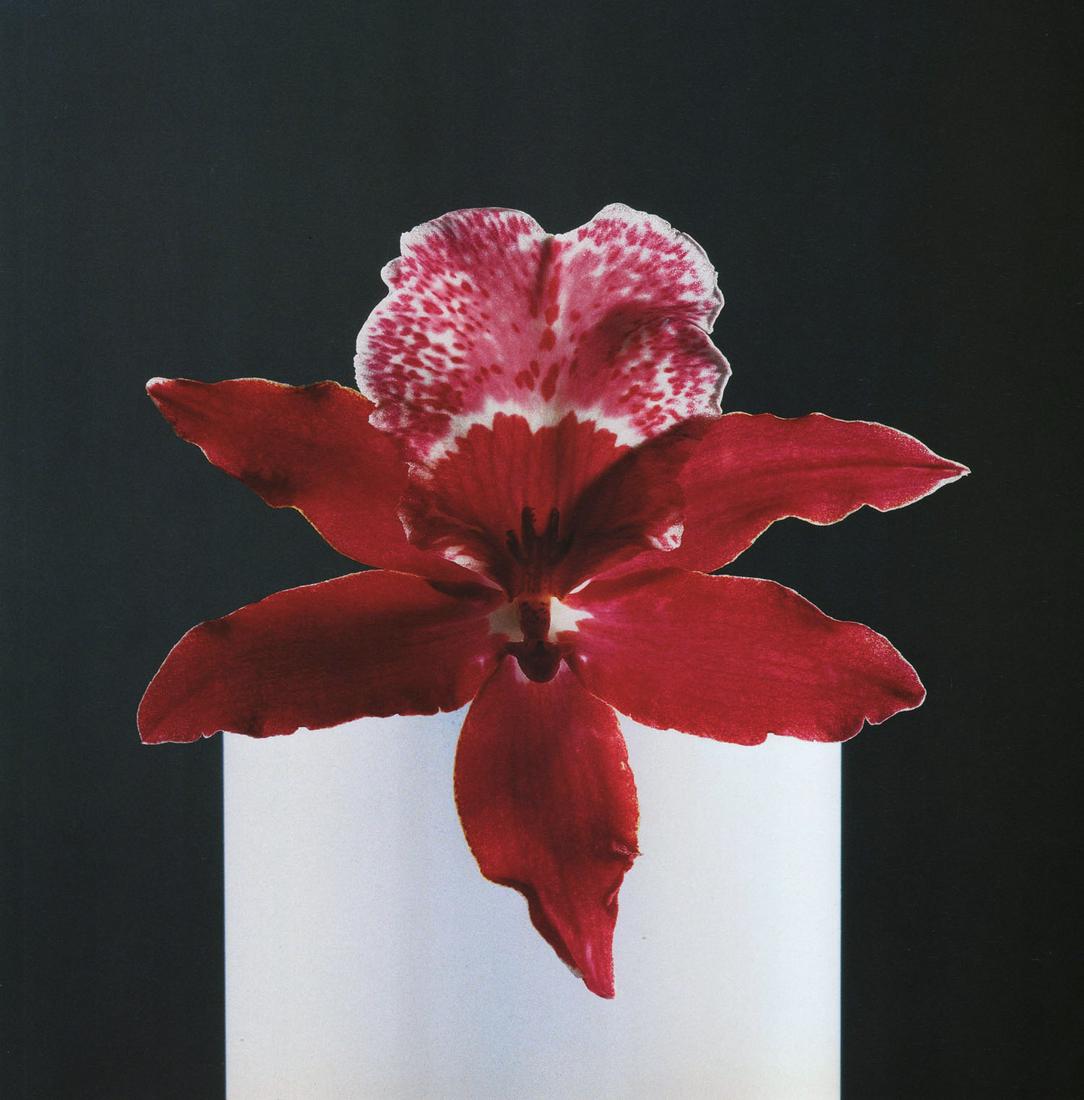 MAPPLETHORPE - Orchid,1988 (1 of 1)