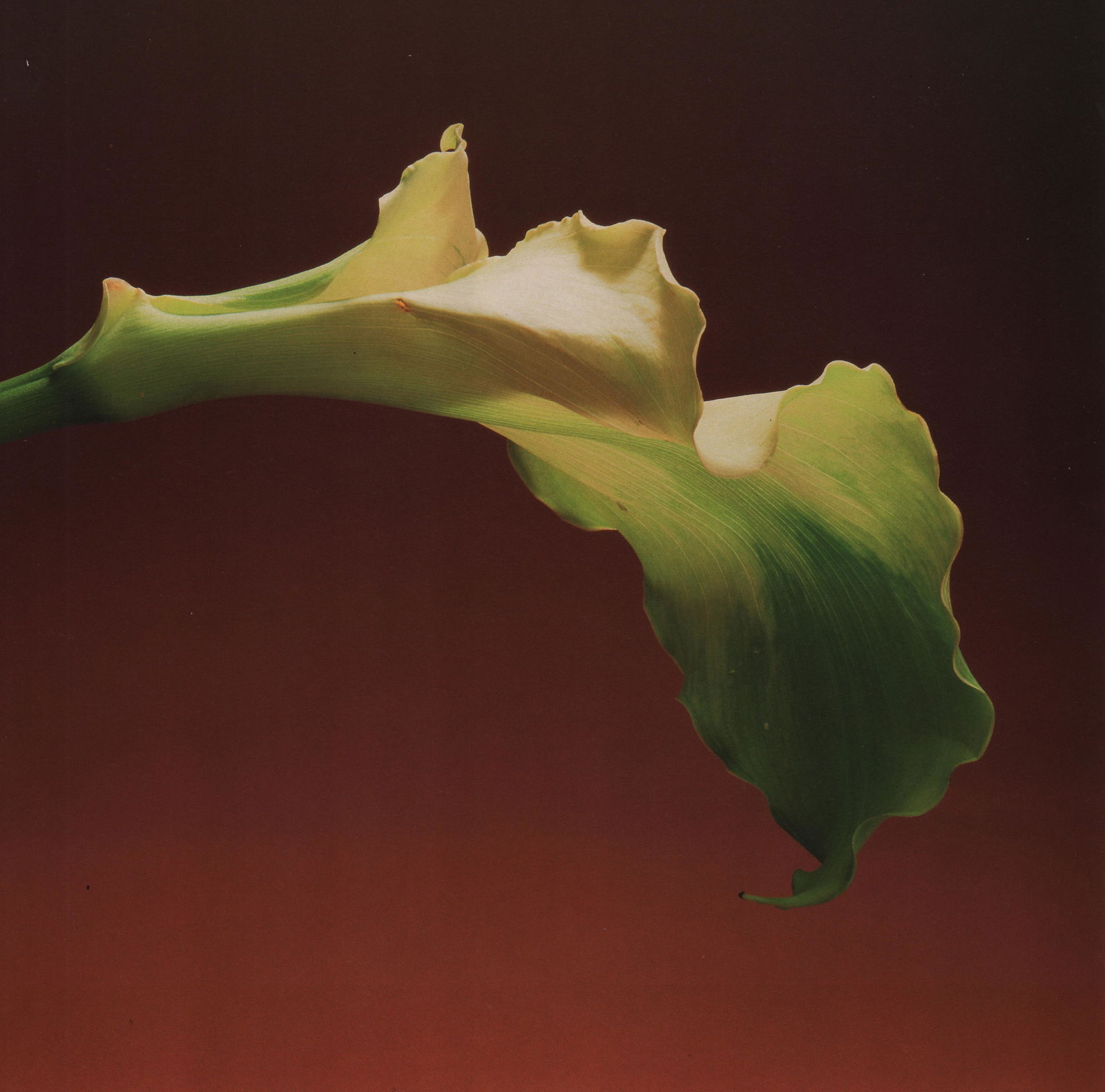 MAPPLETHORPE - Calla Lily, 1988 (1 of 1)