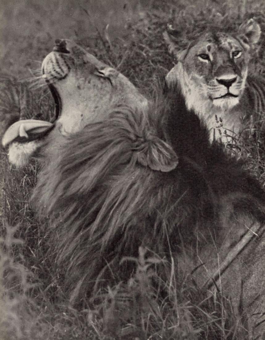 YLLA - Lions ca 1950s (1 of 1)