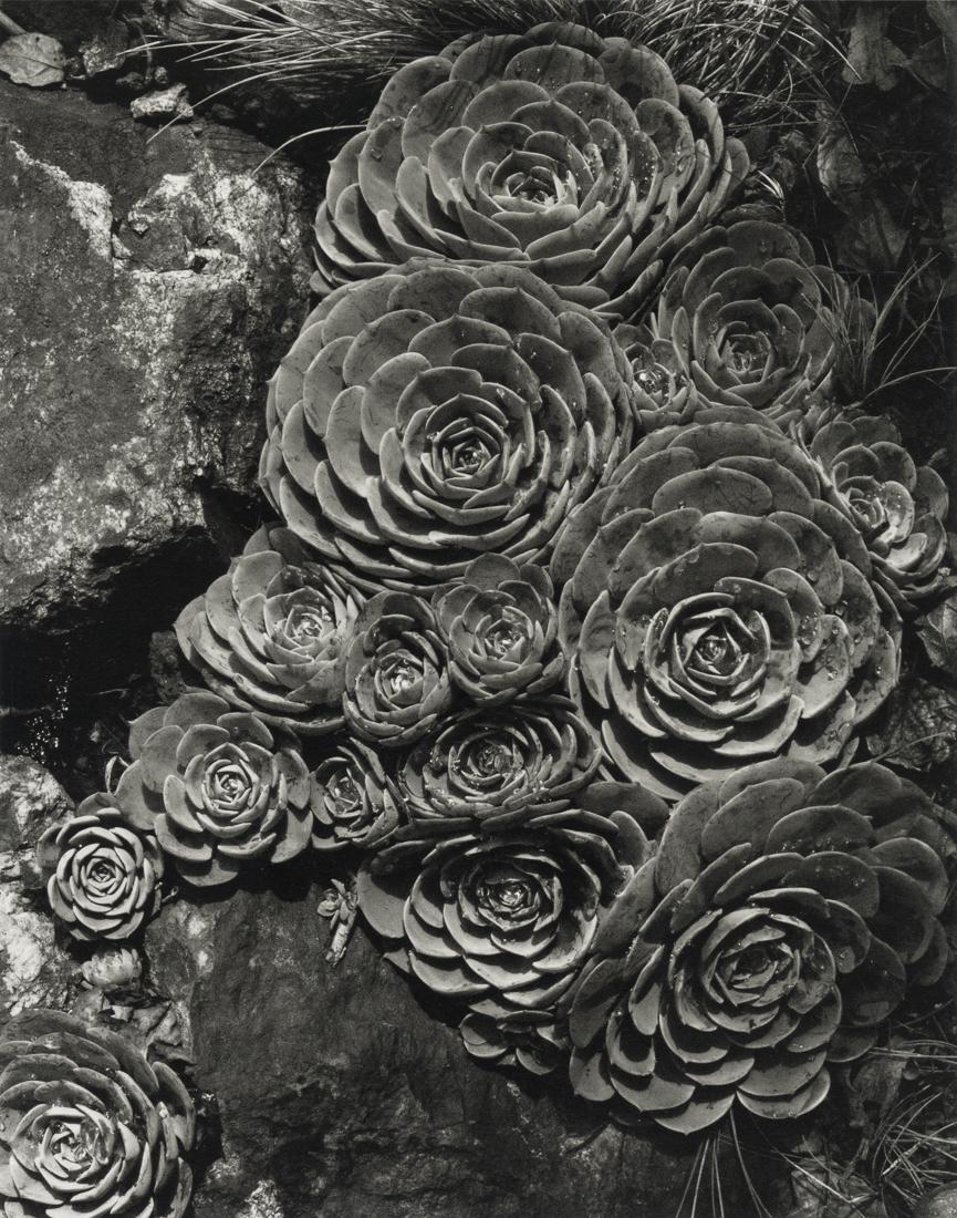 IMOGEN CUNNINGHAM - Hen and Chickens, 1929: Artist: Imogen Cunningham Title: Hen and Chickens, 1929 Medium: Photo Litho, 2001, Italy Dimensions: 7.45x9.45" Description: Heat Wax Mounted on 11x14" Conservation Board Artist Bio: Imogen Cunningham