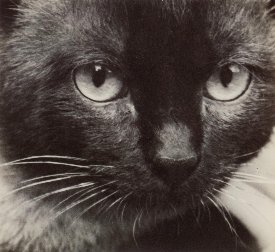 ANDRE KERTESZ - Siamese Cat, Paris, 1928: Artist: Andre Kertesz Title: Siamese Cat, Paris, 1928 Medium: Photo Litho, 2006, Japan Dimensions: 6.8x6.25" Description: Heat Wax Mounted on 8.5x11" Conservation Board Artist Bio: Andre Kertesz, born