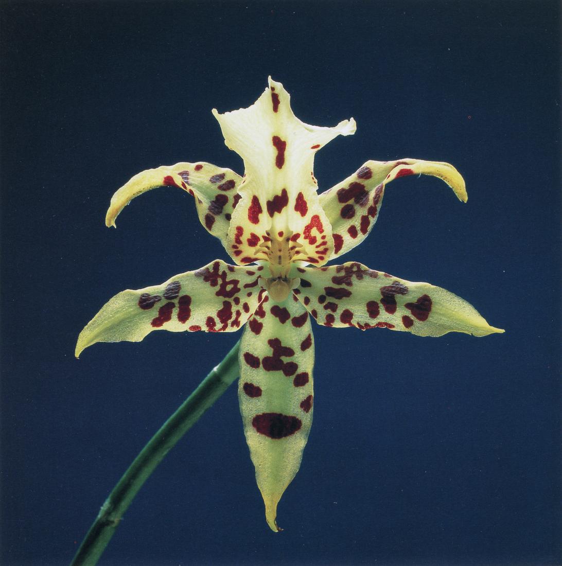 ROBERT MAPPLETHORPE - Orchid, 1986: Artist: Robert Mapplethorpe Title: Orchid, 1986 Medium: Photo Litho, 1996, Italy Dimensions: 7.45x7.5" Description: Heat Wax Mounted on 8.5x11" Conservation Board Artist Bio: Robert Mapplethorpe was a