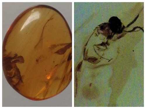 100 MILL YEARS OLD BURMITE AMBER WITH FLY: Title: 100 MILL YEARS OLD BURMITE AMBER WITH FLY Origin: Hukawang Valley, Kachin State, Myanmar Size: 1.65x1.25x0.55 cm / 0.72 gram Description: dark yellow burmite amber with fly. some natural cracks