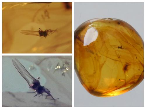 100 MILL YEARS OLD BURMITE AMBER WITH FLY: Title: 100 MILL YEARS OLD BURMITE AMBER WITH FLY Origin: Hukawang Valley, Kachin State, Myanmar Size: 1.1x1.05 x0.55 cm / 0.41 gram Description: yellow burmite amber with fly Reserve: $10.00 Shipping: