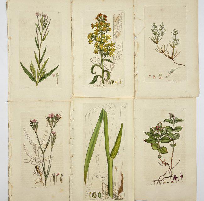 James Sowerby (1757-1822) - Set of 6 botanical prints - Sweet Flag - Common Golden-rod: Finely detailed botanical copper-plate engravings with original hand-coloring by watercolor which, originates from the work ”English Botany or, Coloured Figures of British Plants, with their Ess