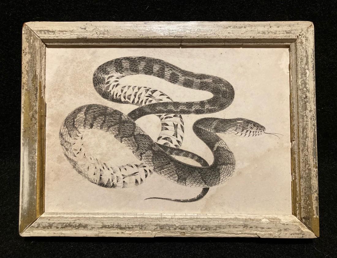 C1840 Water snake engraving (1 of 2)