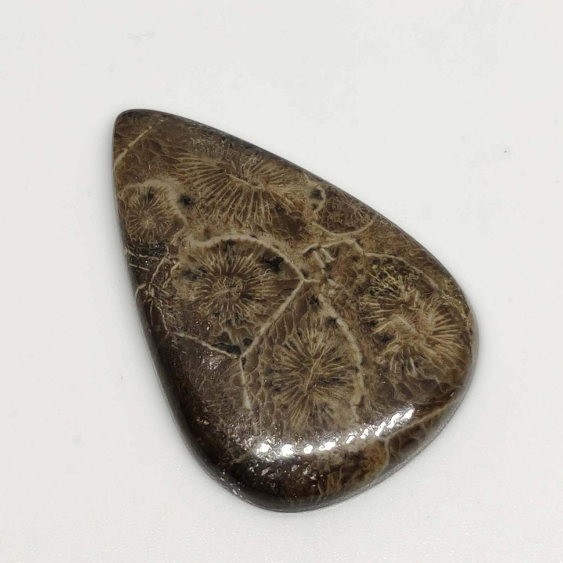 33.85 ct Natural Fossil Coral: Title: 33.85 ct Natural Fossil Coral Description: Gemstones: Fossil Carat Weights: 33.85ct Size/Dimensions: 36 X 25 X 4.65 mm Gemstone: Fossil Reserve: $10.00 Shipping: Domestic: Flat-rate of