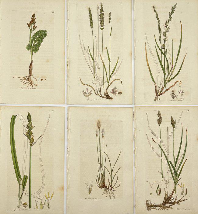 James Sowerby (1757-1822) - Set of 6 Botanical Prints - Carex - Lolium - Cynosurus - Eriophorum (1 of 2)