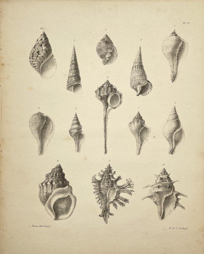 Edmund Crouch (1789-1855) - Antique Natural History Prints - Shell Prints (1 of 2)